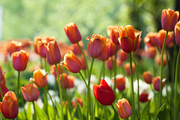 colorful and bright red-orange tulips in a summer sunny park