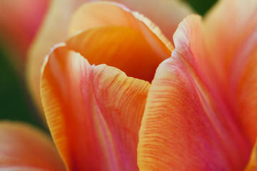 beautiful bright red-orange tulip, macro