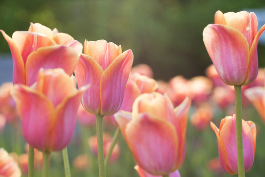 colorful and bright pink-orange tulips in a summer park or in a field