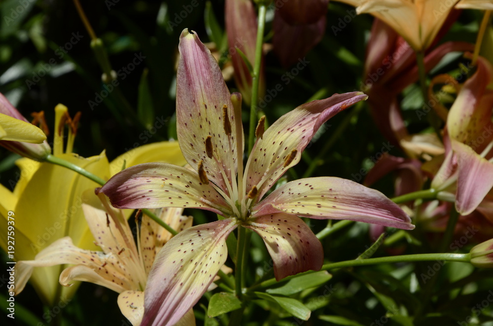 Wall mural iris-garden flower yellow with brown petals on a long stem.