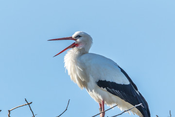 storch