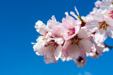 Horizontal View of Close Up of Almond Tree Flowers On Blue Sky Background. Copy Space