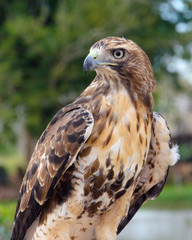 saker falcon