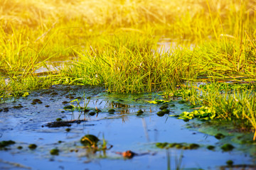 small water pond among a green grass