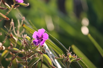 Beautiful Purple Flower 