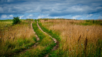 summer landscape. rural field dirt road under a cloudy sky