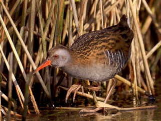 Wasserralle auf dem Eis