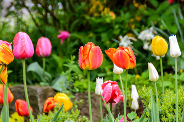 Fototapeta premium colorful tulips