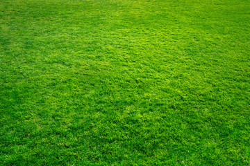 Grüner Rasen als Hintergrund