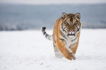 Young Siberian tiger walking in snow fields