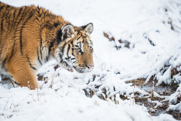 Young Siberian tiger in snow fields