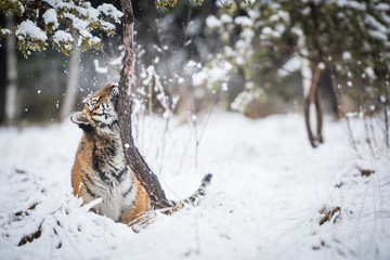 Young Siberian tiger playing in snow