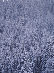 winter landscape fir