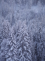 winter landscape fir