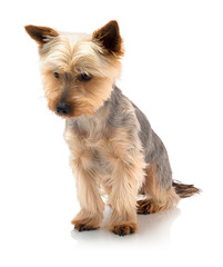 An adorable Australian silky terrier sitting against a white background with shadow reflection.