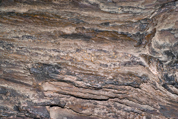 background, texture - rough surface of the petrified wood