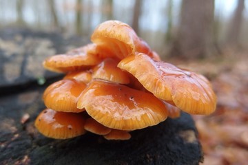 Grzyb płomiennica zimowa Flammulina velutipes © Iwona