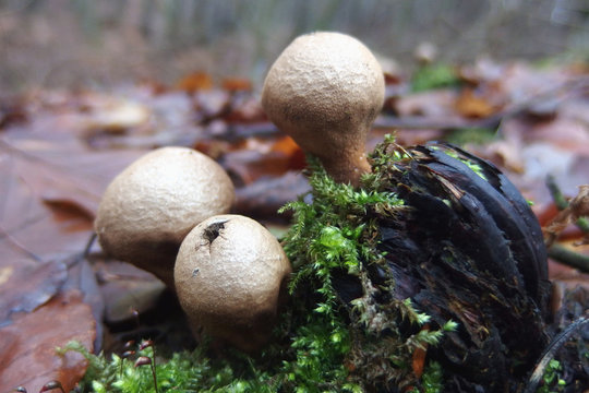 Grzyb purchawka gruszkowata Lycoperdon pyriforme