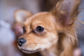Beautiful close up portrait of an adorable chihuahua dog