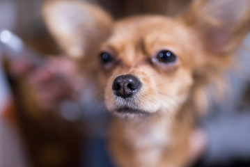 Beautiful close up portrait of an adorable chihuahua dog
