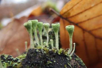 Porost chrobotek strzępiasty Cladonia fimbriata © Iwona