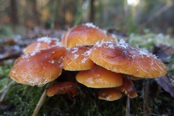 Grzyb płomiennica zimowa Flammulina velutipes © Iwona