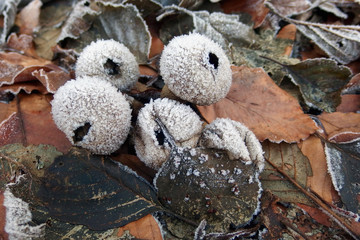 Grzyb purchawka gruszkowata Lycoperdon pyriforme © Iwona