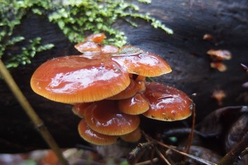 Grzyb płomiennica zimowa Flammulina velutipes © Iwona