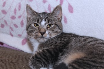BROWN AND WHITE TABBY CAT