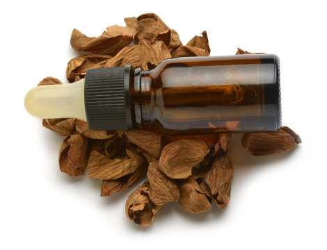 Ametlla Migdały &Alpha;&mu;ύ&gamma;&delta;&alpha;&lambda;&omicron; Almond Mandorla Amandel Amande noot Mandle Almendra plod