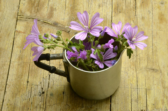 Malva Sylvestris