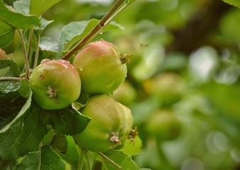 Garden apple 