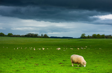 few Dutch sheep on pasture covered with fog under dramatic sky clouds in England Great Britain near Stonehenge