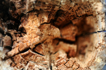 Wood