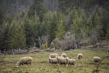 sheep feeding in green grass field of rural ranch farm.