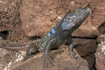 männliche Kanareneidechse (Gallotia galloti eisentrauti) von Teneriffa / Gallot's lizard