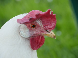 Close-up of white cock
