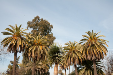 Obraz premium Palm trees in Seville
