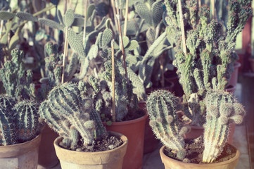 Different types of cactus in a greenhouse