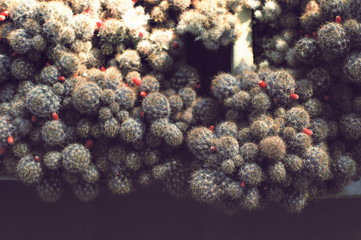 Top view to blooming cacti with red flowers