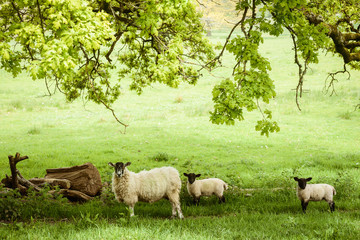 Sheep and lamb in a green field around an old tree in Great Britain England UK Devonshire
