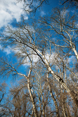 Bare branches of white poplar tree in winter
