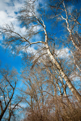 Bare branches of white poplar tree in winter
