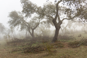 Landscape with fog near Caceres. Extremadura. Spain.