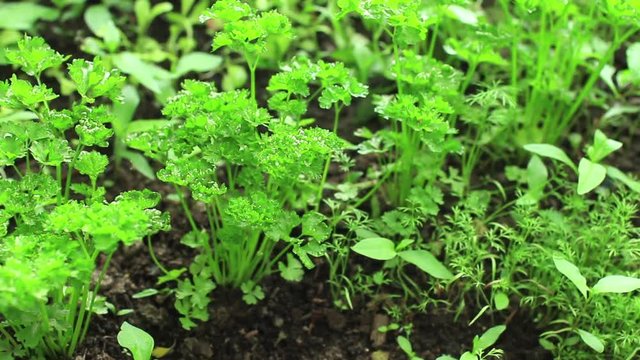Fresh parsley leaves and dill in garden, camera in motion, close up