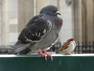 funny birds sitting on bench