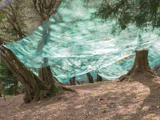 colorful nets under olive trees harvesting fruits  to make oil