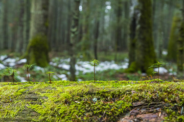 Several young fir trees grow in moss in the forest