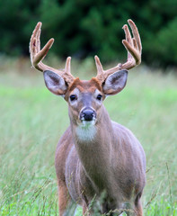 Whitetail Deer Buck Laying in a Field