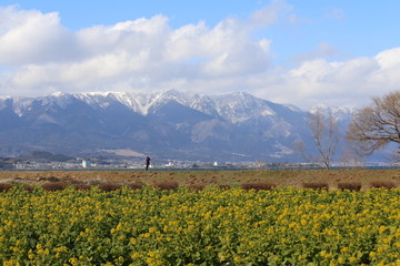 菜の花畑と雪山のコラボ